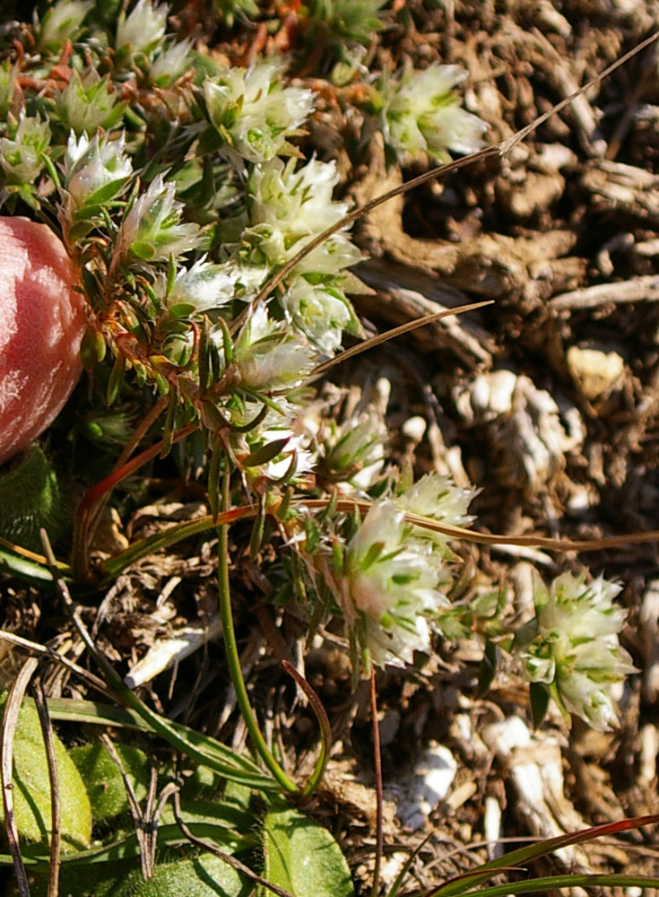 Paronychia argentea